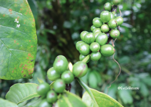 faktor yang memengaruhi pertumbuhan tanaman kopi